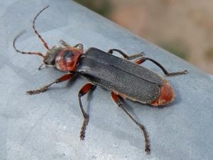 Cantharis Rustica Beetle