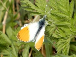 Orange Tip (Male)
