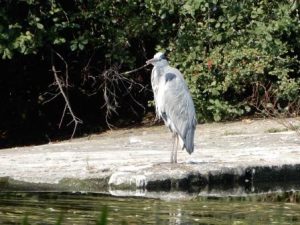 Grey Heron