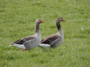 Greylay Geese