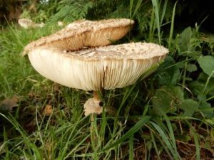 Parasol Mushroom