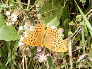 Silver-washed Fritillary