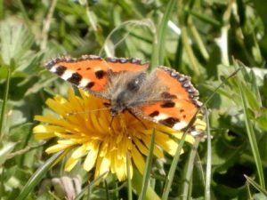 Small Tortoiseshell