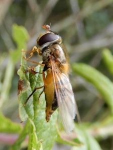 Hover Fly (Syrphus Ribesii)