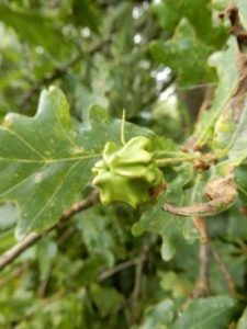 Oak Acorn Knopper Gall