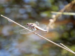 Broad-bodied Chaser (M)