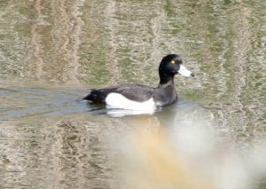 Tufted Duck (Male)
