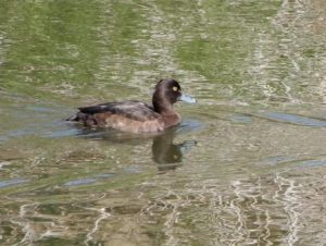 Tufted Duck (Female)