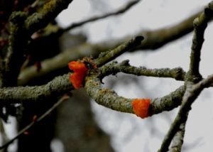 Red Brain Fungus