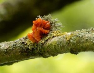 Red Brain Fungus