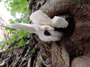Branched Oyster Mushroom