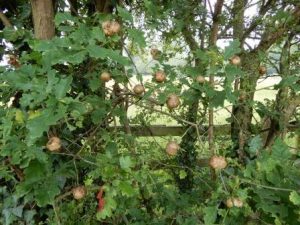 Oak Apple Cynipd (Gall-Wasps) Gall