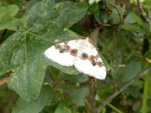 Clouded Magpie Moth