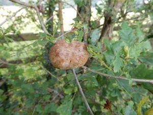 Oak Apple Cynipd (Gall-Wasps) Gall