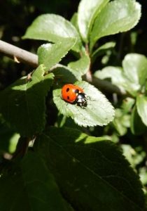 Seven Spotted Ladybird