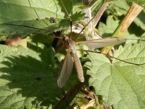 Spotted Cranefly