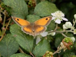 Gatekeeper