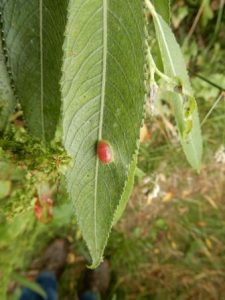 Sawfly Gall on Willow Leaf