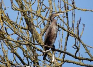 Cormorant (First Winter)