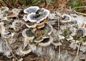 Mnay -zoned Polypore