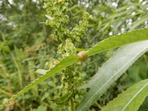 Sawfly Gall on Willow Leaf
