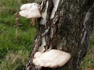 Birch Polypore