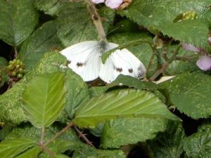 Green-veined White