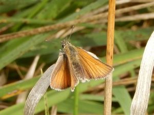 Small Skipper
