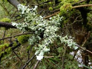 Parmotrema perlatum