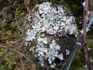 Parmelia sulcate on Fence post