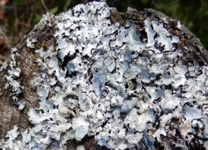 Parmelia sulcate on Fence post