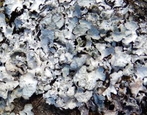 Parmelia sulcate on Fence post