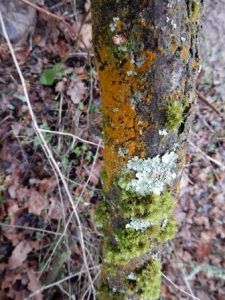 Combined Lichens