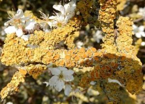 Xanthoria parietna