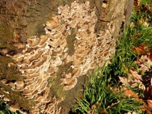 Hairy Stereum Fungus