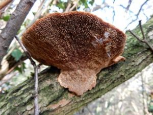 Blushing Bracket Fungus