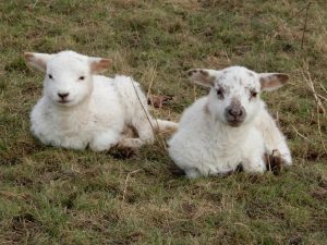 December Lambs