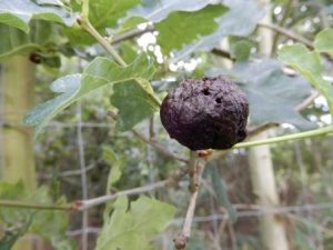 Oak Gall with exit holes
