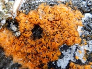 Orange Jelly Fungus Frozen