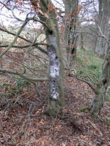 Beech Scale infestation