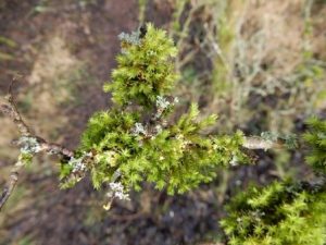 Wood Bristle Moss on tree branch