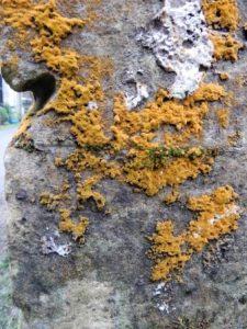 Trentepohlia alga