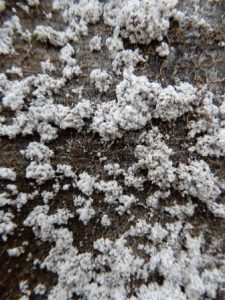 Beech Scale infestation