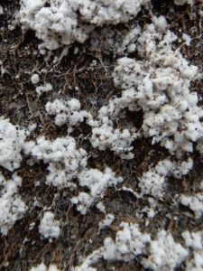 Beech Scale infestation