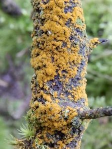 Trentepohlia alga on tree bark 