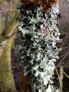 Hypogymnia physode or tubulosa