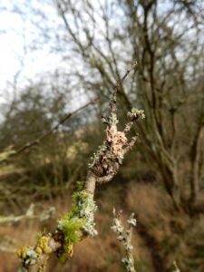 Physcia tenella