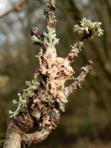 Physcia tenella