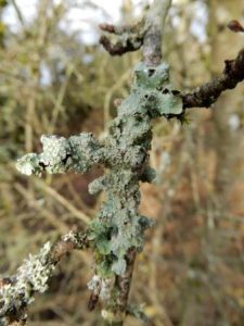 Punctelia subrudecta