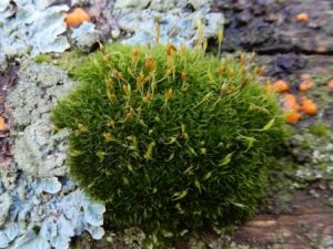 Curly Thatch Moss 